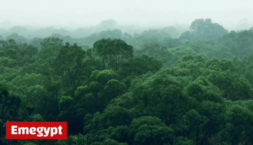 I’m A Celebrity 2025: Eddie Kadi Favored for First Elimination in Latest Betting Odds