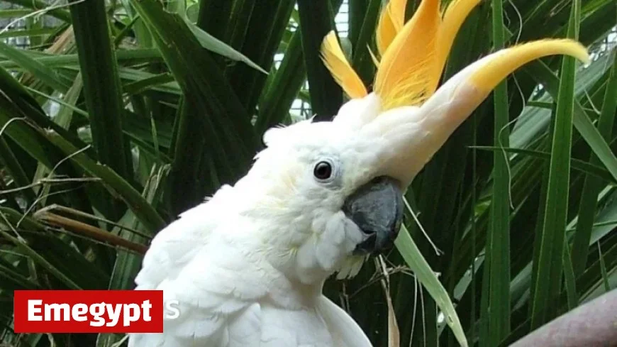 Dublin Zoo Honors Irish Striker Troy Parrott by Naming Parrot After Him