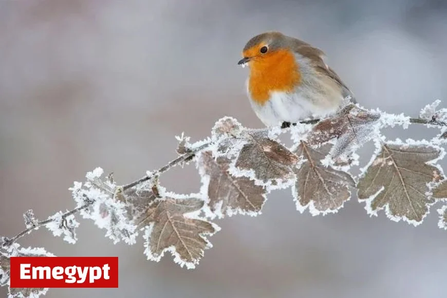 Met Éireann Alerts Five Counties with Yellow Snow and Ice Warning
