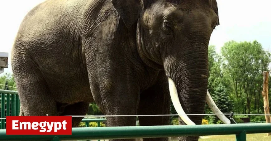 Are modern zoos still relevant today?