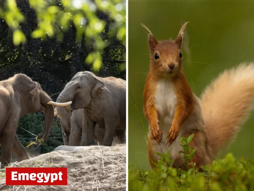 Animal rights activist urges transformation of Dublin Zoo into native wildlife sanctuary