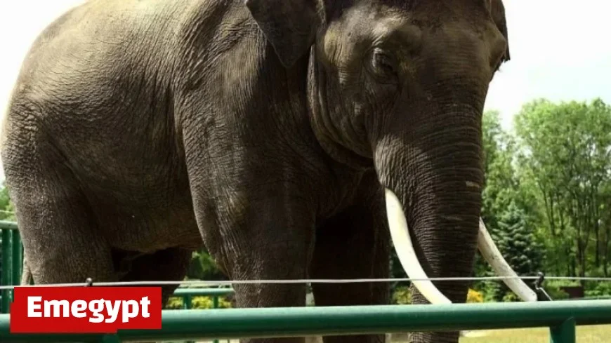 Discover the Relevance of Modern Zoos in Today’s World