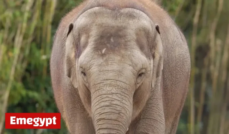Dublin Zoo Faces Call from TD to Stop Keeping Elephants
