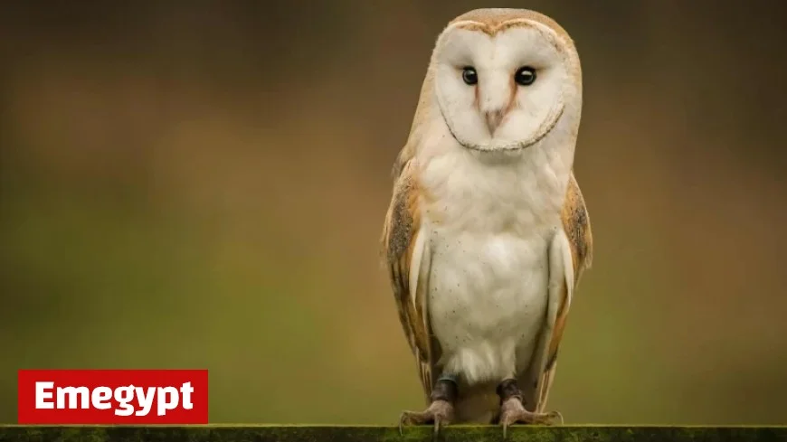 New Funding Scheme Launched for 2026 Biodiversity Projects