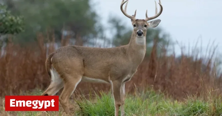 Game Commission Reports Illegal Killing of 8-Point Deer in Pennsylvania