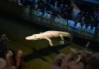 Beloved Albino Alligator Claude Dies at 30, California Academy of Sciences Announces