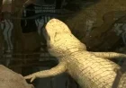 Claude the Beloved Albino Alligator Dies at 30, Cal Academy Confirms