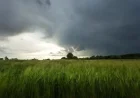 Met Éireann Forecasts Above Average Rainfall for Farmers in Coming Days