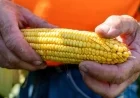 Tala Launches Support Program for Corn Producers