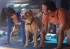 Merv Review: Adorable Terrier Steals the Show but Can’t Save Prime Video’s Dull Rom-Com