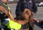 DC Police Bloodhound Amazingly Locates Two Missing Individuals