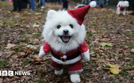 Adorable Rescue Dogs in Christmas Jumpers Steal the Show in Central London Parade