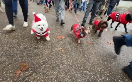 Hundreds of Rescue Dogs Shine in Festive Christmas Jumper Parade