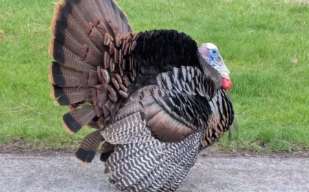 Rain and Snow on Sunday May Disrupt Thanksgiving Travel