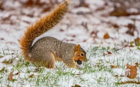 Indianapolis and Northern Indiana Snowfall Totals Revealed