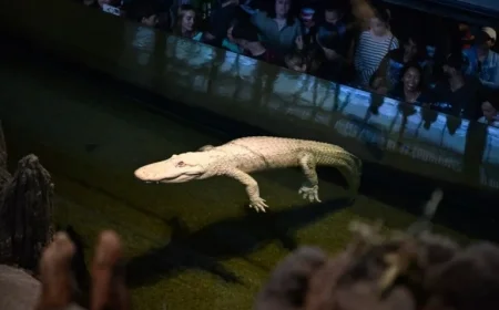 Beloved Albino Alligator Claude Dies at 30, California Academy of Sciences Announces