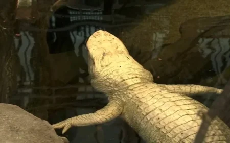 Claude the Beloved Albino Alligator Dies at 30, Cal Academy Confirms