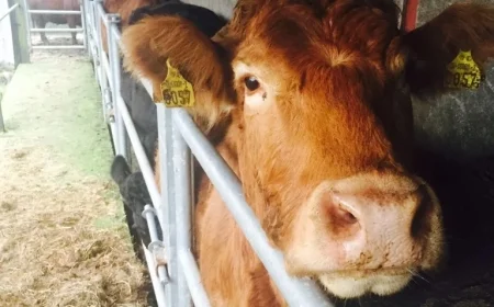 Suspected Bluetongue Detected in 44 Cattle on Affected Farm by DAERA