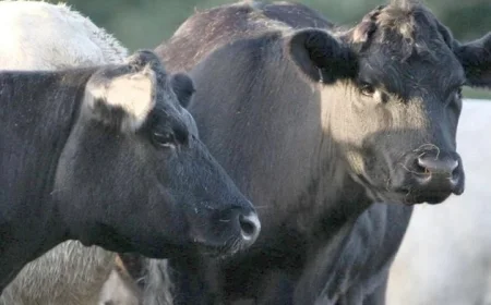Rising Worries as New Bluetongue Cases Suspected on County Down Farm