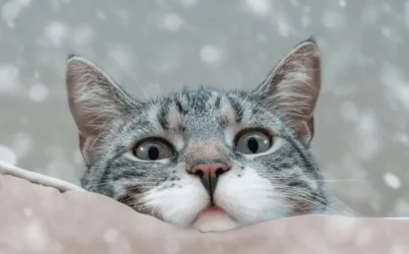 Ukraine Weekly Weather Forecast Unveiled for This Week