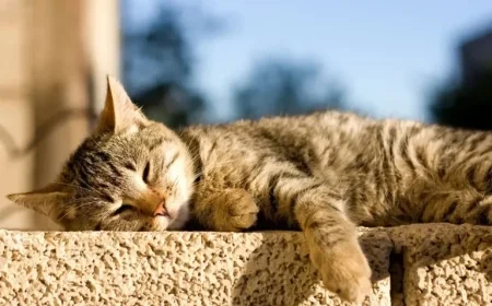 December 5 Weather Forecast: Expect Warm Temperatures and Dry Conditions