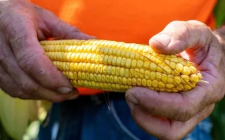 Tala Launches Support Program for Corn Producers