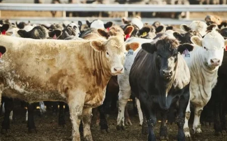 West Cork man arrested as 18 stolen cows are recovered and returned to their owner