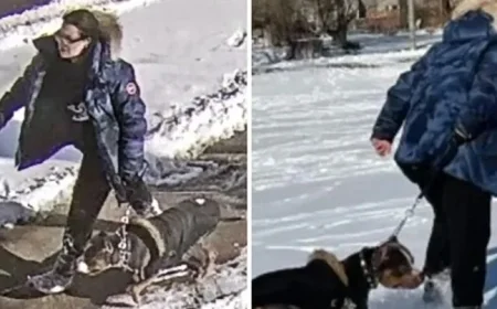 Norway Park dog attack Woman receives one-year jail sentence for assaulting 9-year-old boy