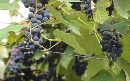 Poland Emerges as a Leading Importer of Georgian Wine with Record-Breaking Third Quarter in 2025