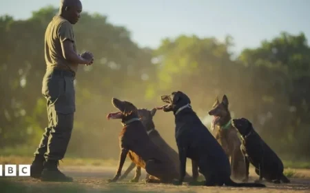 Explore the Untold Stories of Wildlife Conservation Heroes in South Luangwa at Kingdom Quiz