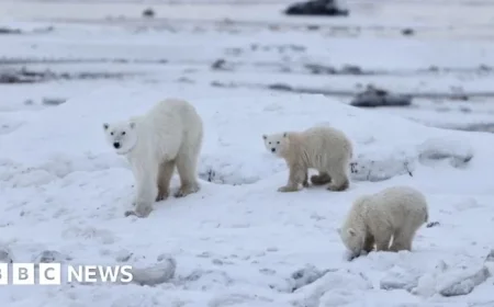 Watch Mother Polar Bear Bond with Adopted Cub in Heartwarming Interaction