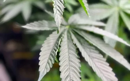 Everything You Need to Know About Trump’s Order to Ease Federal Marijuana Drug Policies