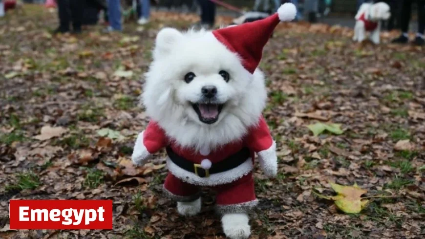 Adorable Rescue Dogs in Christmas Jumpers Steal the Show in Central London Parade