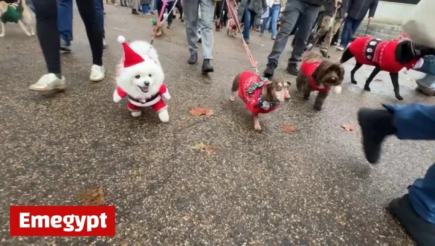 Hundreds of Rescue Dogs Shine in Festive Christmas Jumper Parade