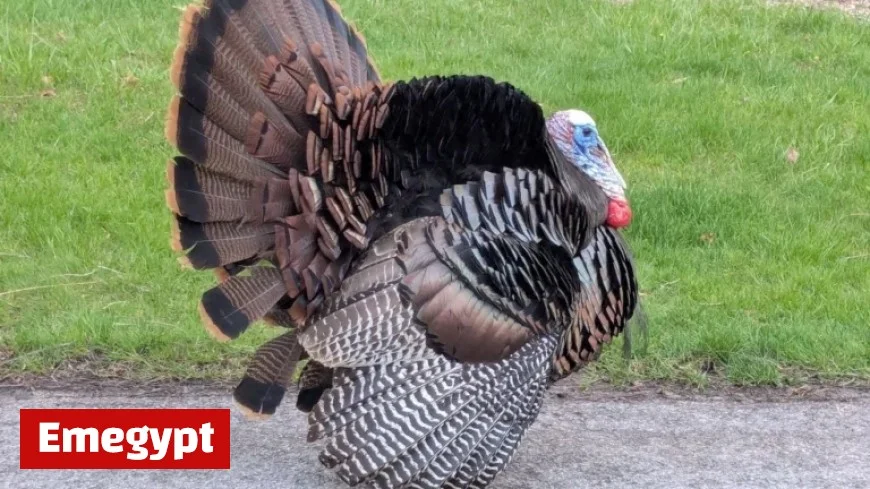 Rain and Snow on Sunday May Disrupt Thanksgiving Travel