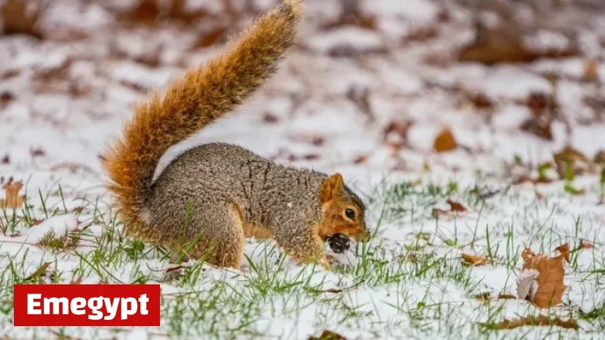 Indianapolis and Northern Indiana Snowfall Totals Revealed