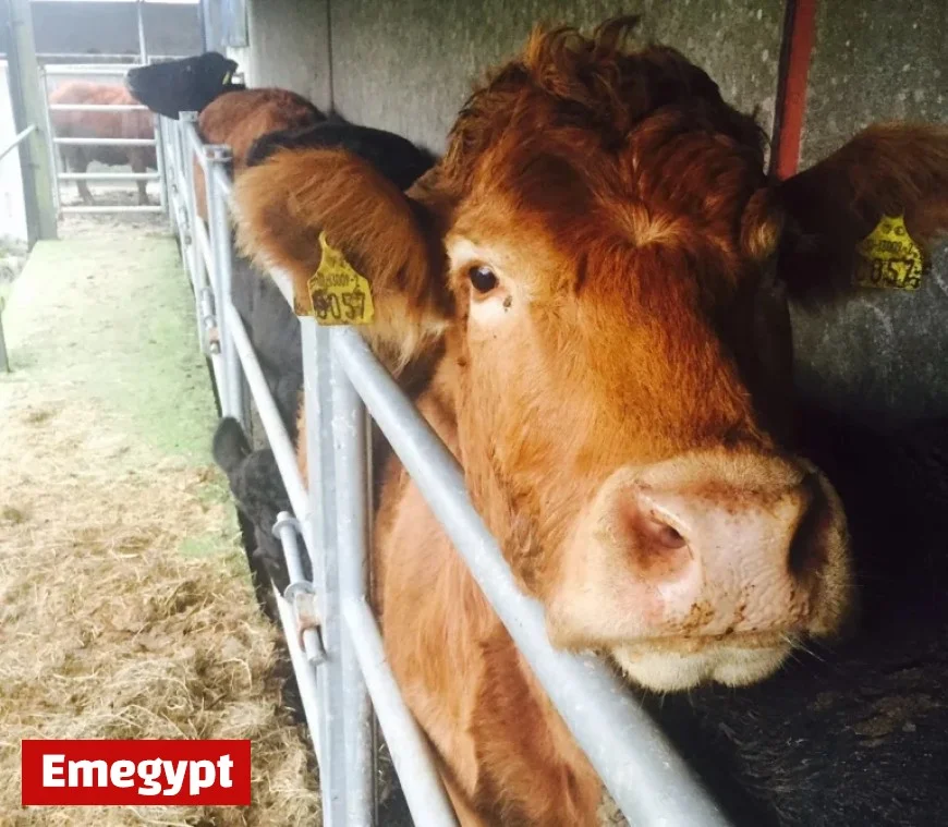 Suspected Bluetongue Detected in 44 Cattle on Affected Farm by DAERA