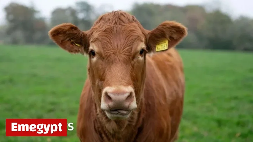 Over 40 Suspected Cases of Bluetongue Virus Emerge in Northern Ireland