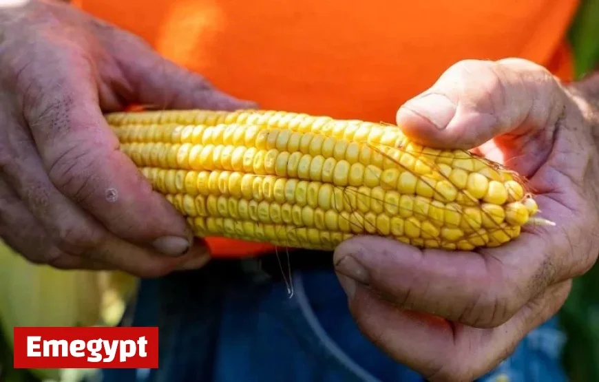 Tala Launches Support Program for Corn Producers