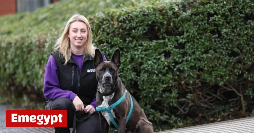 Discover Scotland’s Loneliest Pets Eager for Their Forever Homes