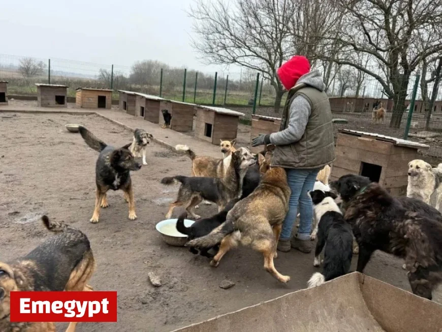 Volunteer Day Spotlight: Olga Saves Animal Lives in Ukraine