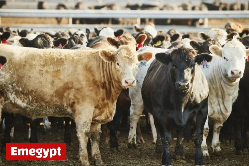 West Cork man arrested as 18 stolen cows are recovered and returned to their owner