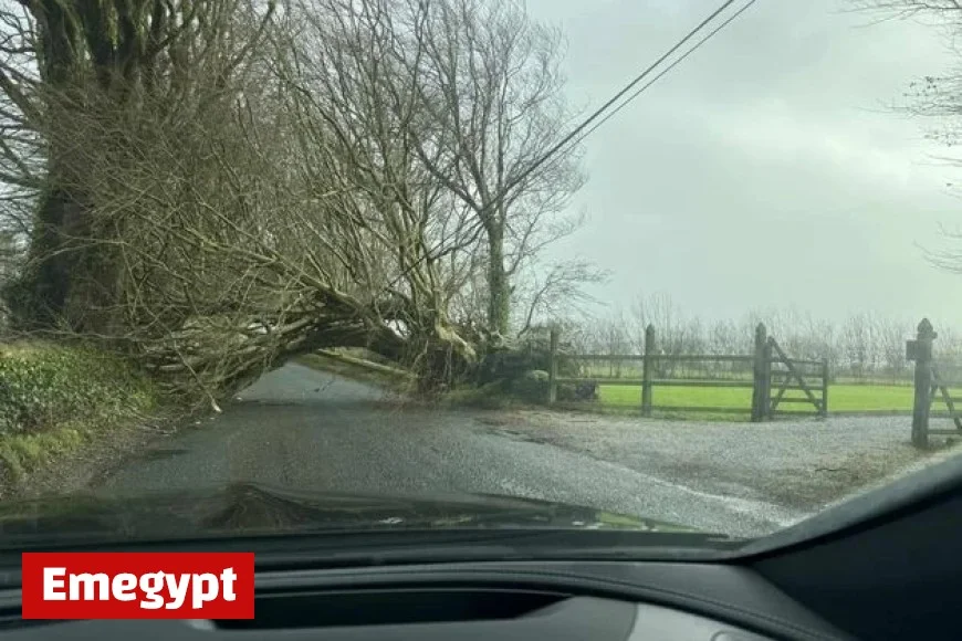 Storm Bram Hits Wexford: Power Outages, Fallen Trees, and Bridge Closures Affect Thousands