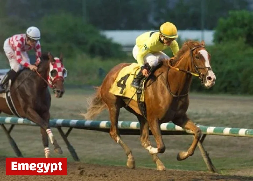 Hastings Racing Halted Without Crucial Slot Revenue Support