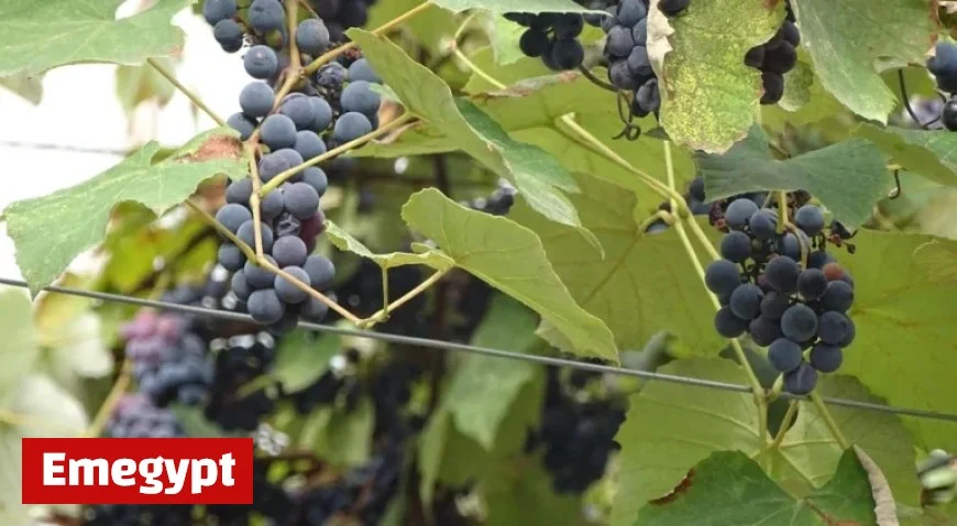 Poland Emerges as a Leading Importer of Georgian Wine with Record-Breaking Third Quarter in 2025