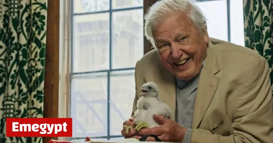 David Attenborough’s Wild London Unveils Pigeons Riding the Tube and Urban Foxes Roaming the City