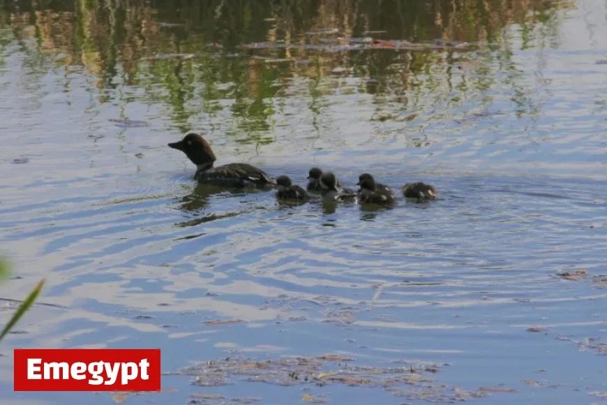 PWHL Game 5 Preview Hub: Charge vs Goldeneyes Showdown