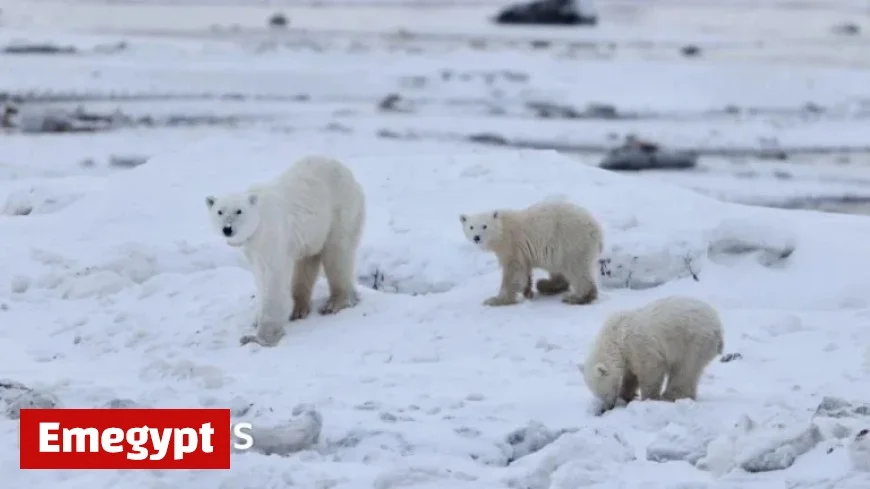 Watch Mother Polar Bear Bond with Adopted Cub in Heartwarming Interaction