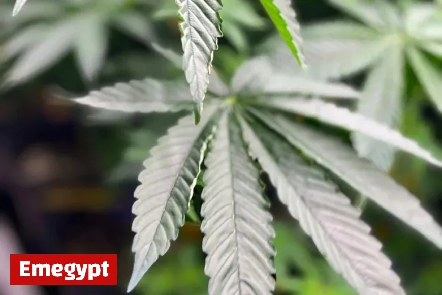 Trump’s Executive Order: Key Insights on Loosening Federal Marijuana Drug Policies