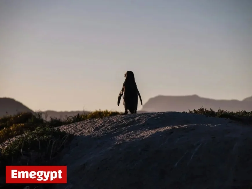 Ottawa Senators Clash with Pittsburgh Penguins in Thrilling Game 33 Hub Showdown